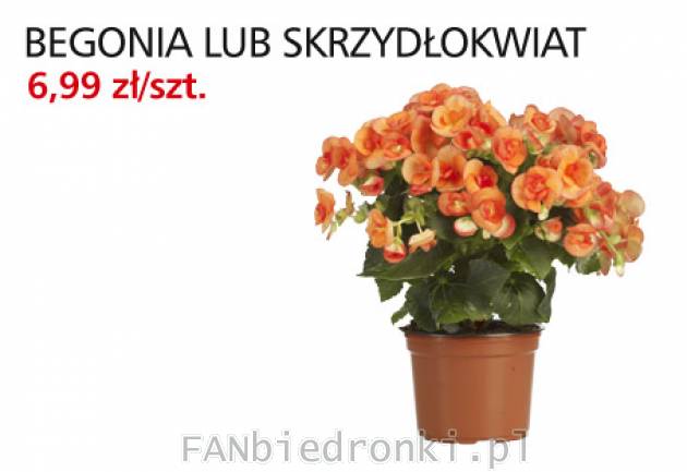 Kwiaty Biedronki: Begonia lub Skrzydłokwiat w cenie 6,99PLN