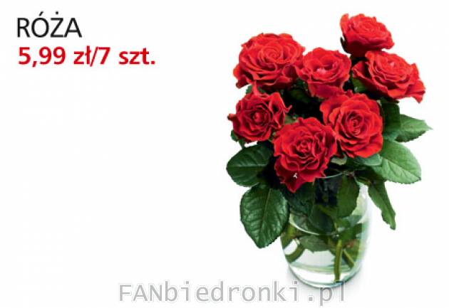 Kwiaty: róża: 5,99PLN za 7 szt.