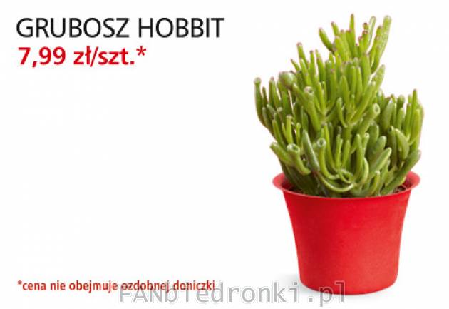 Kwiat Grubosz hobbit w cenie 7,99PLN