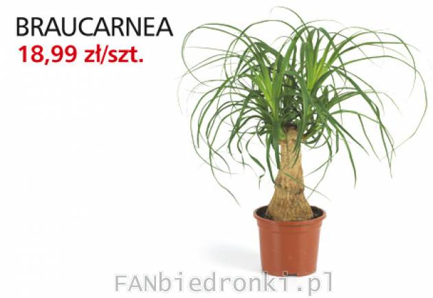 Kwiaty Biedronki - Braucarnea w cenie 18,99PLN
