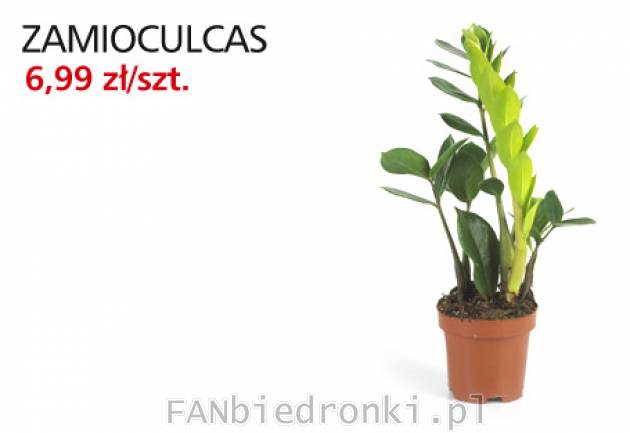 Kwiaty z biedronki: Zamioculcas w cenie 6,99PLN. Zamiokulkas zamiolistny osiąga ...