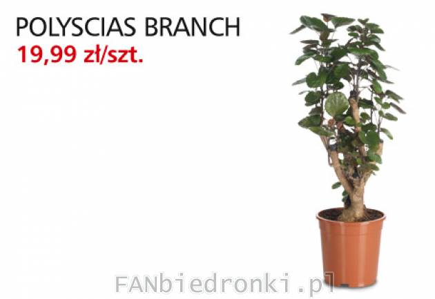 Roślina - drzewko Polyscias Branch, cena 19,99PLN