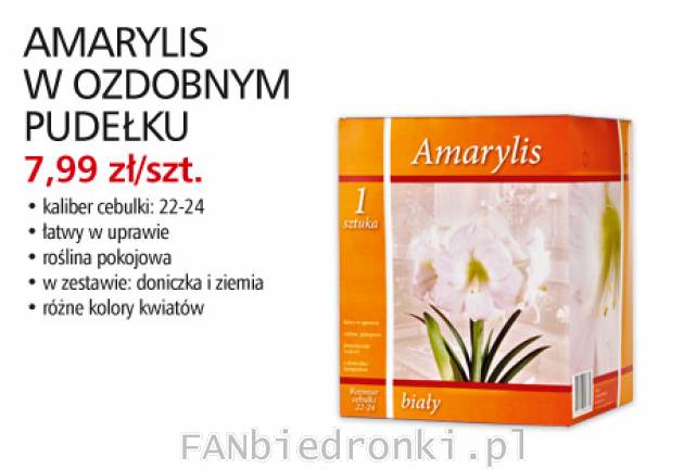 Kwiat Amarylis w ozdobnym pudełku, Cena: 7,99 zł/szt.
- cebulka kaliber 22-24
- ...