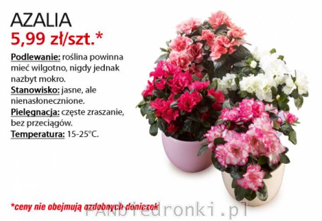 Kwiaty Azalia, Cena: 5,99 zł/szt.