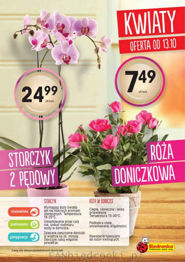 Storczyk 2 pędowy oraz śliczne róże w doniczkach kupisz od 7,49 zł w Biedronce.