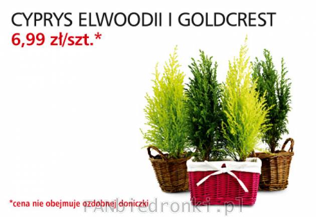 Kwiaty Cyprys Elwoodii i Goldcrest, Cena: 6,99 zł/szt.