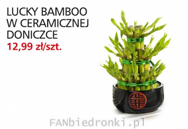 Kwiat Lucky Bamboo w ceramicznej doniczce, Cena: 12,99 zł/szt.