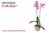 Kwiat Orchidea Biedronka