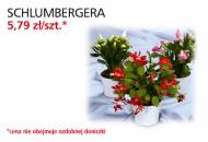 Kwiat Schlumbergera